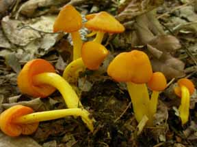 Hygrocybe marginata