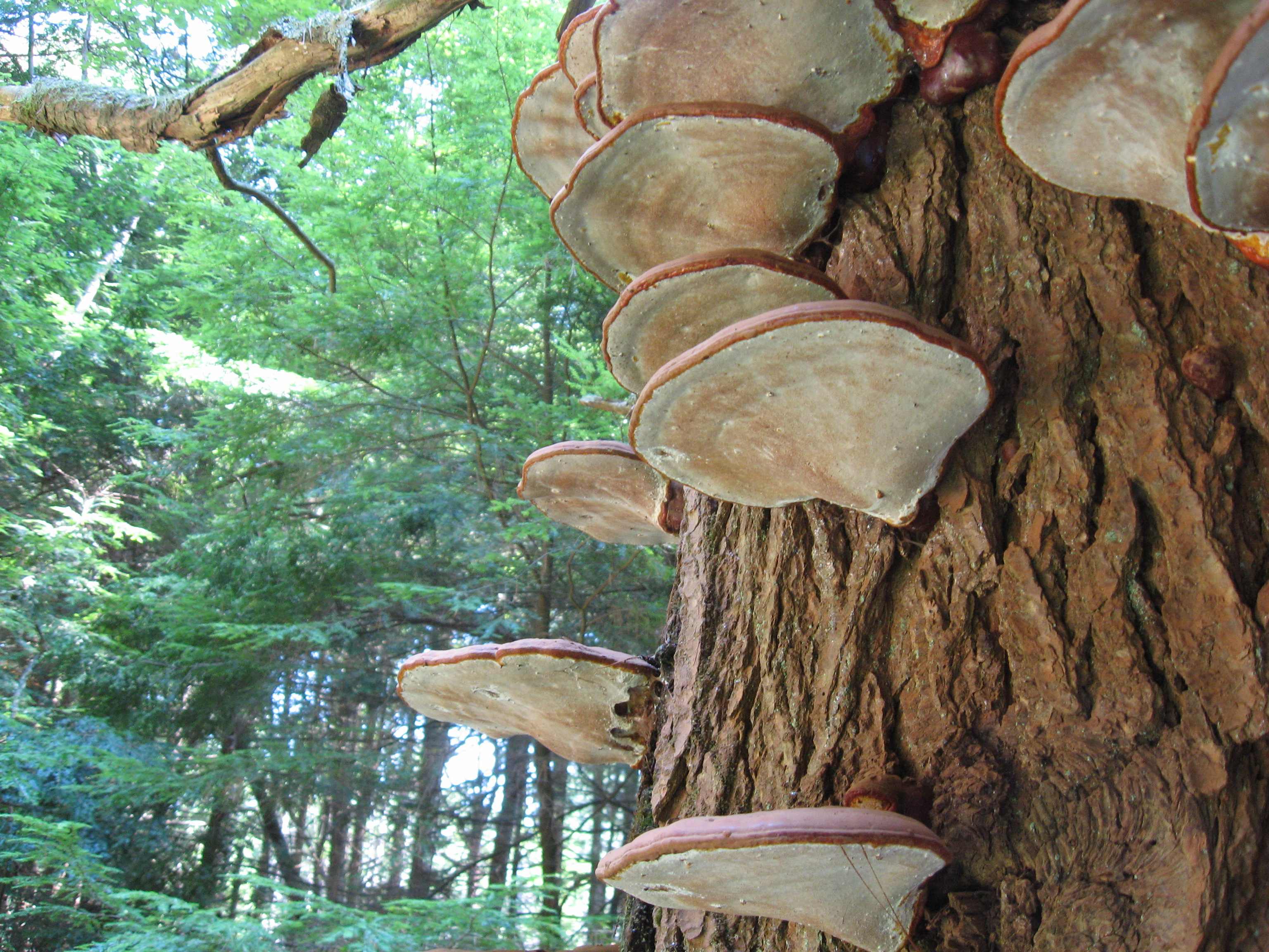 Ganoderma tsugae