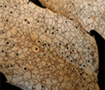 A population of Coccomyces dentatus growing on a leaf. Individuals are delineated by black lines, signalling antagonistic interactions.